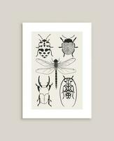 mão desenhado besouros e libélula poster vetor