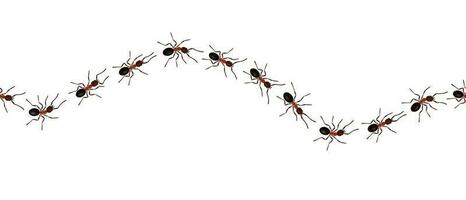 Castanho trabalhador formigas trilha linha plano estilo Projeto vetor ilustração isolado em branco fundo.