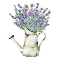 lavanda aguarela ilustração. provence ervas mão pintado isolado em branco fundo. perfeito para Casamento convites, nupcial chuveiro e floral cumprimento cartões vetor