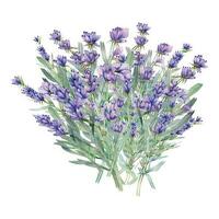 lavanda aguarela ilustração. provence ervas mão pintado isolado em branco fundo. perfeito para Casamento convites, nupcial chuveiro e floral cumprimento cartões vetor