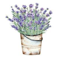 lavanda aguarela ilustração. provence ervas mão pintado isolado em branco fundo. perfeito para Casamento convites, nupcial chuveiro e floral cumprimento cartões vetor