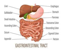 gastrointestinal trato. humano digestivo sistema anatomia, infográfico bandeira. fígado, estômago, pâncreas, vesícula biliar, intestinos. médico conceito. vetor