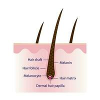 a mecanismo do pigmentado cabelo com couro cabeludo camada vetor isolado em branco fundo. cabelo anatomia, cabelo estrutura, cabelo Cuidado conceito ilustração.