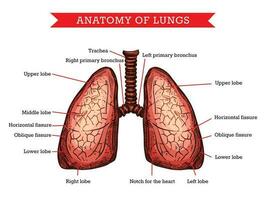 humano pulmões anatomia, vetor remédio ajuda esquema