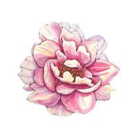 aguarela Rosa peônia flor isolado vetor