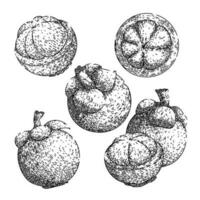 mangostão fruta fresco conjunto esboço mão desenhado vetor