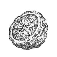 bergamota cortar fruta natural esboço mão desenhado vetor