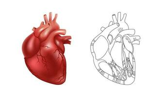 realista 3d humano coração e uma esquemático desenhando do Está interno estrutura. vetor ilustração para médico cartazes, científico atlas e artigos