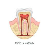 saudável dente anatomia infográficos. realista branco dental zombar acima. médico bandeira ou poster vetor ilustração