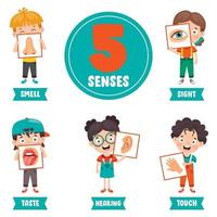 conceito dos cinco sentidos com órgãos humanos