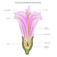pólen germinação ocorre em estigma, possibilitando fertilização dentro plantar reprodução vetor