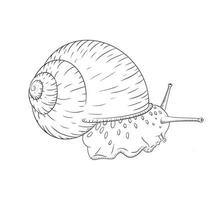 desenho linear de caracol de jardim desenhado à mão ilustração vetorial isolada em estilo vintage vetor