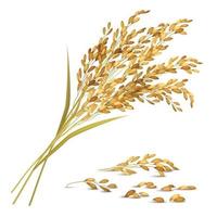 ilustração vetorial de grãos de arroz vetor