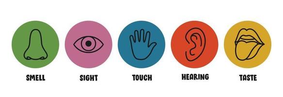 conceito dos cinco sentidos com órgãos humanos vetor