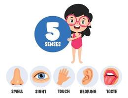conceito dos cinco sentidos com órgãos humanos vetor