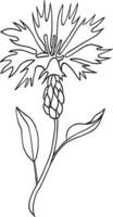 centáurea, mão desenhado vetor ilustração, floral linha desenho, conjunto do monocromático flor, linha arte, Preto e branco, ilustração, vetor