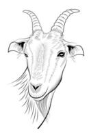 cabeça de cabra desenhada à mão em linhagem isolada vetor