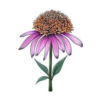 mão desenhada coneflower flores e folhas desenho ilustração isolado no fundo branco vetor