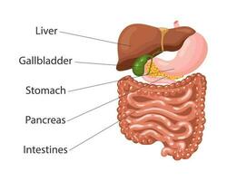 humano digestivo sistema anatomia, infográfico bandeira. fígado, estômago, pâncreas, vesícula biliar, intestinos. médico conceito. vetor