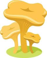 chanterelle vetor imagem, isolado fundo.