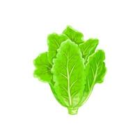 desenho animado alface salada vegetal, verde folha Comida vetor