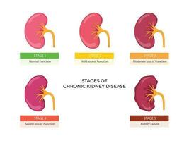 estágios do crônica rim doença. problema dentro urinário sistema e normal rim vetor