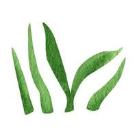 verde floresta Relva ramo aguarela clipart. ilustração do verão vegetação. vetor