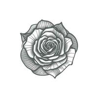 rosa mão desenhado lápis esboço, coloração página, e livro, rosa flor contorno, ilustração tinta arte. rosa vetor arte.