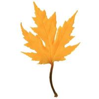 outono maple leaf vector em um fundo branco