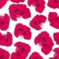 fundo transparente de rosas vermelhas realistas de vetor em um fundo branco estampas de roupas