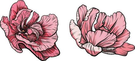 tulipa vetor gráficos. uma Rosa tulipa amigo uma galho com uma tulipa flor. Primavera flores para impressão, convites, cartões postais.
