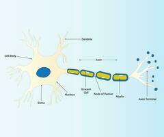 sobre neurônio axônio anatomia Projeto vetor gráfico