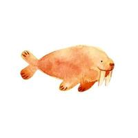 morsa marinha criatura animal aquarela ilustração arte fofa para crianças vetor