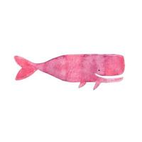 cachalote rosa baleia aquarela ilustração mar criatura animal vetor