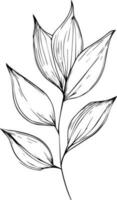 Preto e branco botânico folha linha arte, folha linha arte, folha desenhos, esboço folha desenho, arte folha desenhos isolado imagem clipart folha vetor desenhando