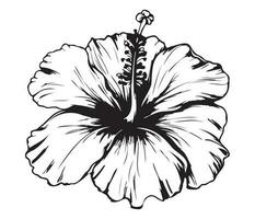 hibisco ilustrado dentro esboço estilo. flor mão desenhado ilustração coleção para floral Projeto. a elemento decoração para Casamento convite, cumprimento cartão, tatuagem, vetor