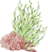 mar plantas, coral aguarela ilustração isolado em branco fundo. Rosa ágar ágar algas marinhas, laminaria mão retirou. Projeto elemento para pacote, rótulo, anúncio, invólucro, marinho coleção vetor