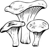 vetor Preto e branco chanterelle cogumelos rabisco estilo isolado em branco fundo