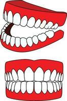 dentadura dentro diferente ângulos vetor ilustração artificial conjunto do dentes vetor imagem
