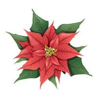 Natal vermelho poinsétia em a isolado fundo. floral festivo elemento para decoração. Novo ano s decoração, festivo humor. vetor feriado ilustração