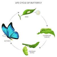 borboleta vida ciclo, ovo, lagarta, pupa, adulto. metamorfose a partir de rastejando para vôo vetor