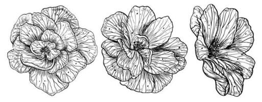 rosa flores definir. mão desenhado floral vetor ilustrações em branco isolado fundo dentro esboço estilo. gráfico desenhando do peônia pintado de Preto tinta para ícone ou logotipo. botânico gravação convite.