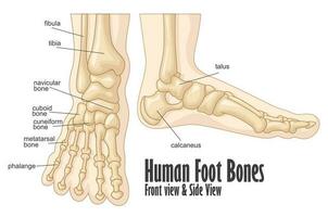humano pé ossos frente e lado Visão anatomia, vetor ilustração