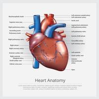 ilustração vetorial de anatomia do coração humano vetor