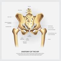 ilustração vetorial de anatomia humana do quadril vetor