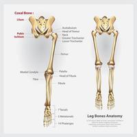 ilustração vetorial de ossos da perna de anatomia humana vetor
