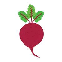 ícone para rabanete mostrando de uma vegetal com raiz e folhas vetor