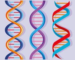 três moléculas de DNA vetor