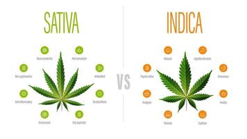 Cartaz informativo sativa vs indica branco com a diferença de indica e sativa vetor