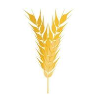 coleção de espigas maduras douradas de trigo. símbolo agrícola, produção de farinha. silhueta vetorial de trigo. vetor